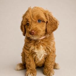 Pink - Apricot female Goldendoodle puppy in San Diego, California from Serrano Pups