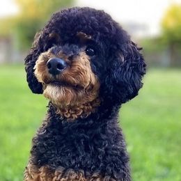 Cavapoos and Poodles from Puppy Buddy USA