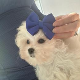 Odette - White female Maltese puppy in Vinton, Louisiana from Dreams & Love Maltese