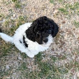 Harry F1b - Tri-color male Cavapoo puppy in Wamego, Kansas from Doodles of Oz
