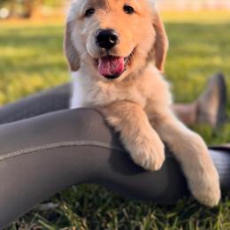 Boy 2 - male Golden Retriever puppy in Monroe, North Carolina from Everlong Equine and Canine