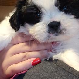 Murphy - Black and white male Shih Tzu puppy in Peoria, Arizona from Shihtzucircusaz