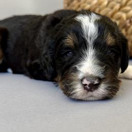 Birch (White) - Tri-color male Bernedoodle puppy in Highland, Utah from Angel Pups Deluxe