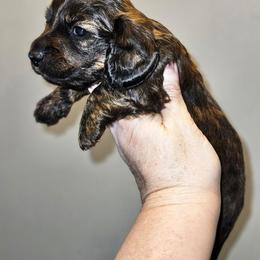 2 - Brindle male Dachshund puppy in Lansing, Michigan from Black Thunder 517 Cane Corso and Dachshunds