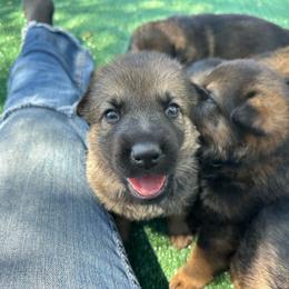 Flame - Sable female German Shepherd puppy in Winters, California from Vom Haefner German Shepherds