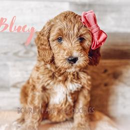 Goldendoodle Puppies from Bourbon and Lace Doodles