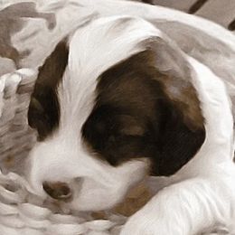 Polish Lowland Sheepdogs from Merrilee's Polish Lowland Sheepdogs