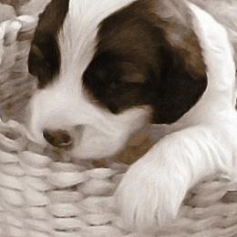 Polish Lowland Sheepdogs from Merrilee's Polish Lowland Sheepdogs