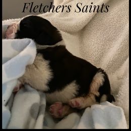 Saint Bernard Puppies from Fletchers Saints