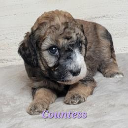 Countess (Purple Collar) - Sable female Goldendoodle puppy in Scurry, Texas from 07 Seven Oaks Goldens and Doodles