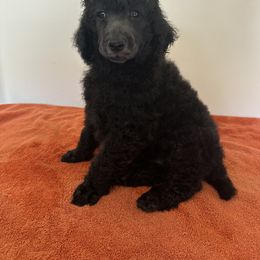 Poodle Puppies from Paddock's Purebred Poodles
