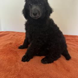 Poodle Puppies from Paddock's Purebred Poodles