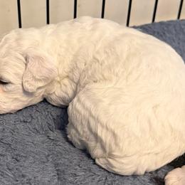 Boy pup 2 - White male Bichon Frise puppy in Wilmington, North Carolina from Cape Fear Bichons