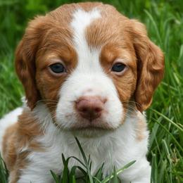 Beretta - Orange and white male Brittany puppy in Hollidaysburg, Pennsylvania from Royal Flush Farms