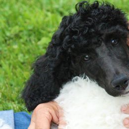 Poodle Puppies from Chapel Hill Poodles