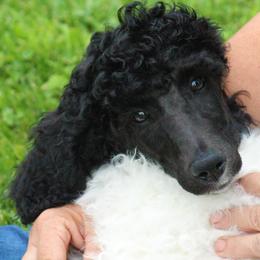 Poodle Puppies from Chapel Hill Poodles