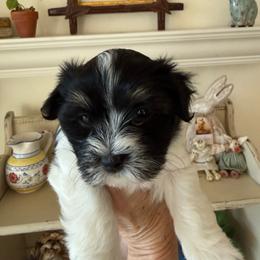 Jet - Black and white male Havanese puppy in Apopka, Florida from Dunhill Havanese