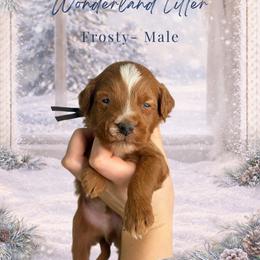Frosty - Red  male Goldendoodle puppy in Canton, Georgia from Teddy Puppies