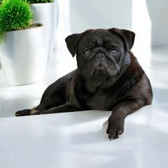 Yennifer - Pug