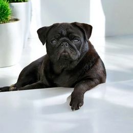 Yennifer - Pug