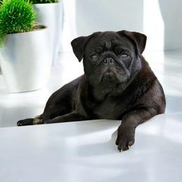 Yennifer - Pug