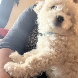 Leo - Maltipoo