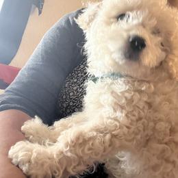 Leo - Maltipoo