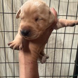 Acura - Yellow male Labrador Retriever puppy in Catskill, New York from Vom Kugelblitz Kennels