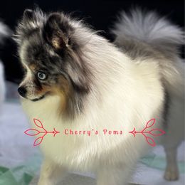 Carabella - Pomeranian