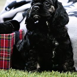 Cocker Spaniel Puppies from Cuttin Blue Farms