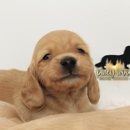 Dachshund Puppies from Piney Woods Miniature Dachshunds