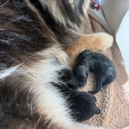 Finnish Lapphund Puppies from Sue Kidder/Lighthouse Lapphunds southern Branch
