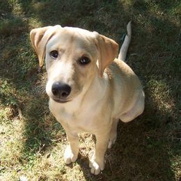 Labrador Retrievers from Cindy's Ten Star Labradors