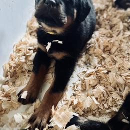 Rottweiler Puppies from Vom Arnold-Hause Rottweilers