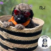 Ethel - Wheaten Whoodle puppy in Knoxville, Tennessee from Fleury Farm Doodles TN