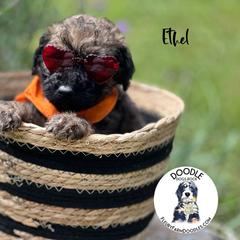 Ethel - Wheaten Whoodle puppy in Knoxville, Tennessee from Fleury Farm Doodles TN
