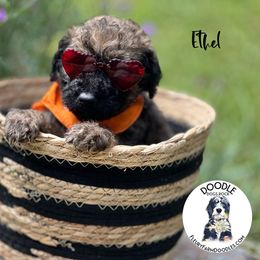 Ethel - Wheaten Whoodle puppy in Knoxville, Tennessee from Fleury Farm Doodles TN