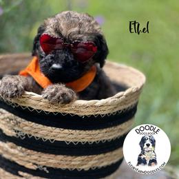 Ethel - Wheaten Whoodle puppy in Knoxville, Tennessee from Fleury Farm Doodles TN