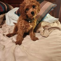 Cavapoo Puppies from Panda Puppies