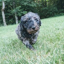 Zinka - Blue merle female Aussiedoodle puppy in Yacolt, Washington from Aussiedoodles by Maggie