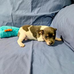 Jet - White and blue male Rat Terrier puppy in Jerusalem, Ohio from Twin Hickory Ranch