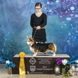 Sari - Pembroke Welsh Corgi