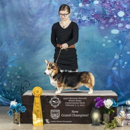Sari - Pembroke Welsh Corgi