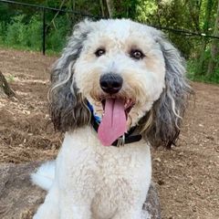 Bernedoodles, Bernese Mountain Dogs, Double Doodles, and Golden Mountain Dogs from OlliePups, LLC