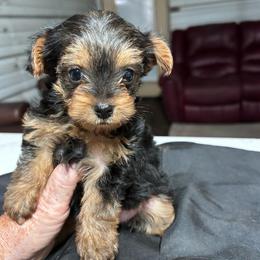 Precious (click pic) - Chocolate, tan and white female Yorkshire Terrier puppy in Kingston, Oklahoma from Lake Life