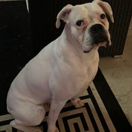Tata - Boxer