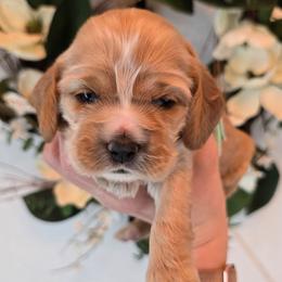 Eleanor - Buff and white female Cocker Spaniel puppy in Platteville, Wisconsin from Elk Grove Cocker Spainels