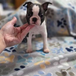 Bubbles - Black brindle and white female Boston Terrier puppy in Billings, Missouri from Azaleas Euro Boxers & Boston Terriers