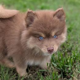 Ember - Red and white female Pomsky puppy in Temple, Texas from Lone Star Pomsky