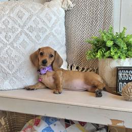 AKC Meet Claire :) - Red female Dachshund puppy in Centerville, Iowa from Barnyard Dachshunds, Dals & Doodles
